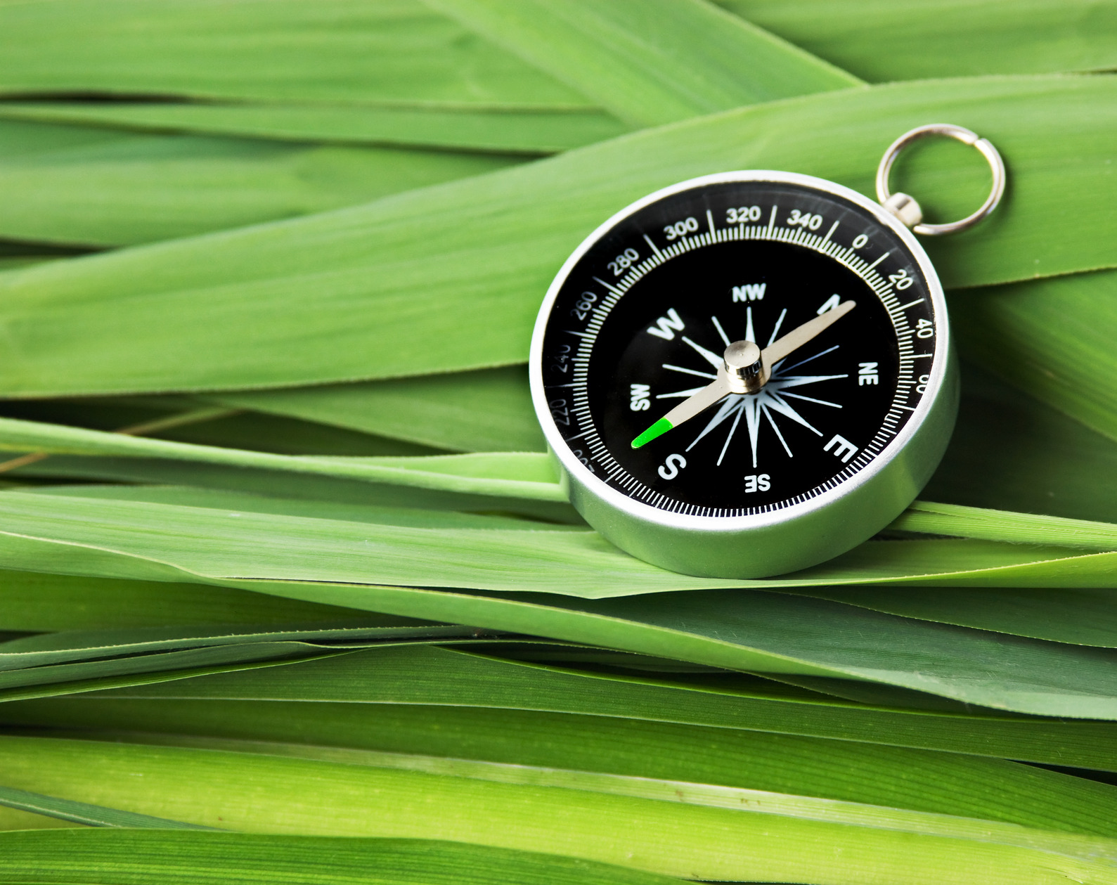 compass on  leaves of cane