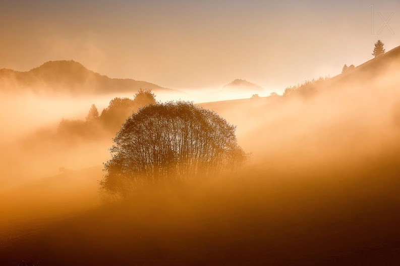 arbol_bruma