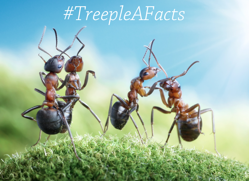 TreepleA_Facts