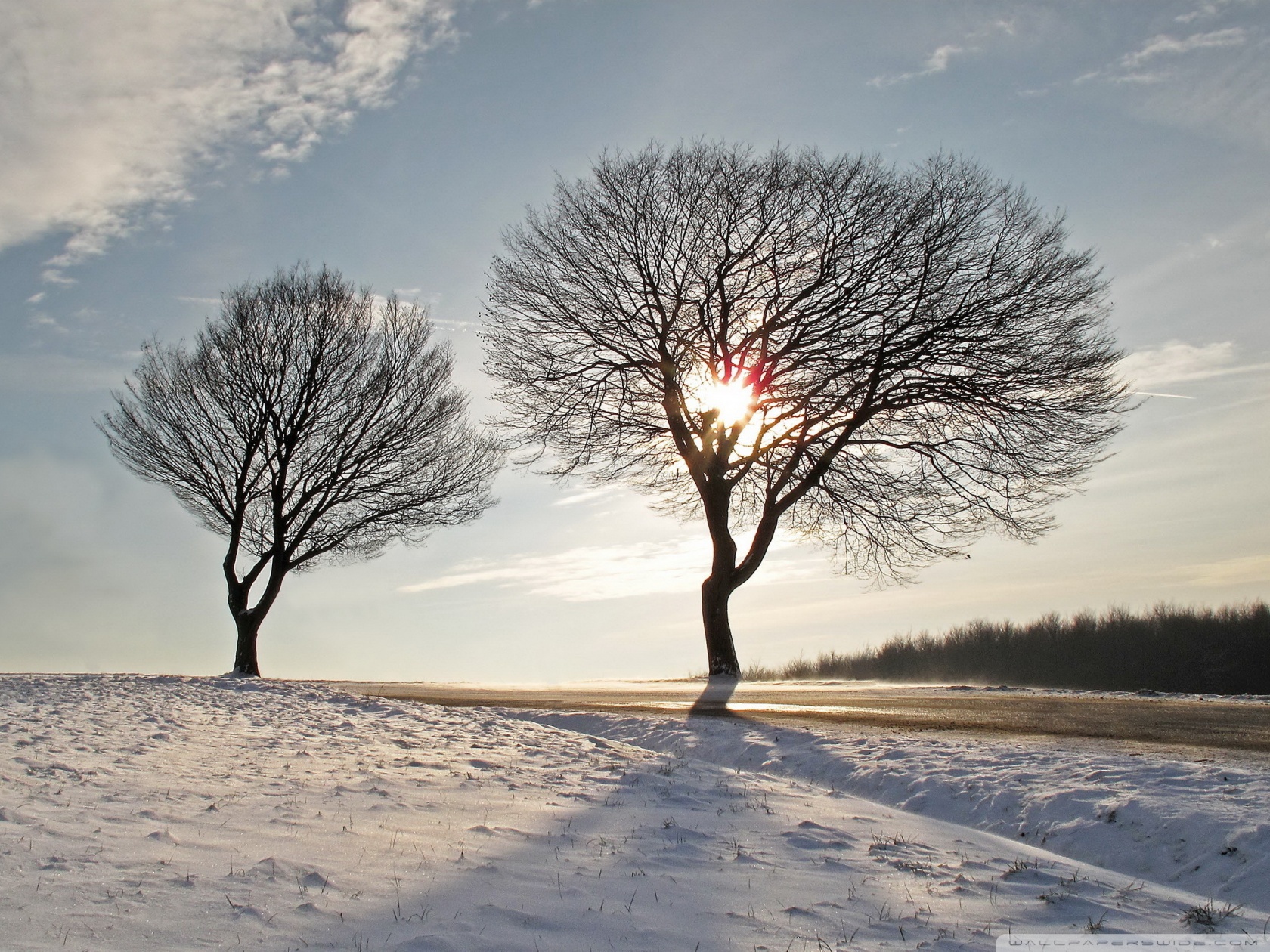 TreepleA, Startups, Management,